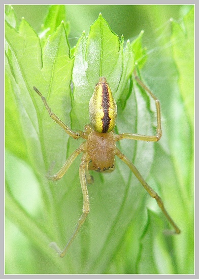 Cheiracanthium erraticum (zápředník mokřadní), Olympus SP-500, čas 1/60 s, clona 5.00, ISO 200, ohn. vzdálenost 63.00, makropředsádka Olympus Cheiracanthium erraticum (zápředník mokřadní), Olympus SP-500, čas 1/60 s, clona 5.00, ISO 200, ohn. vzdálenost 63.00, makropředsádka Olympus