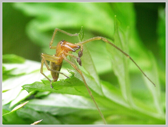 Cheiracanthium erraticum (zápředník mokřadní), Olympus SP-500, čas 1/160 s, clona 5.00, ISO 200, ohn. vzdálenost 63.00, makropředsádka Olympus Cheiracanthium erraticum (zápředník mokřadní), Olympus SP-500, čas 1/160 s, clona 5.00, ISO 200, ohn. vzdálenost 63.00, makropředsádka Olympus