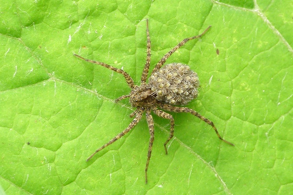 Pardosa lugubris (slíďák hajní) s mláďaty, Olympus SP-500, čas 1/80 s, clona 5.00, ISO 200, ohn. vzdálenost 34.70