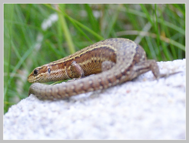 Ještěrka živorodá, Olympus SP-500, čas 1/100 s, clona 3.30, ISO 200, ohn. vzdálenost 20.90, makropředsádka Olympus Ještěrka živorodá, Olympus SP-500, čas 1/100 s, clona 3.30, ISO 200, ohn. vzdálenost 20.90, makropředsádka Olympus