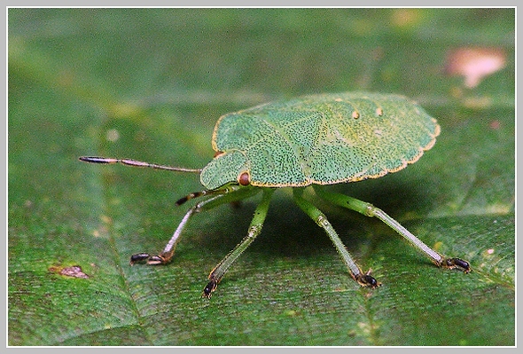 Palomena viridissima (kněžice zelená), Olympus SP-500, čas 1/80 s, clona 500, ISO 200, ohn. vzdálenost 63.00, makropředsádka Olympus