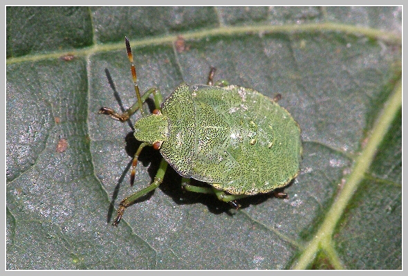 Palomena viridissima (kněžice zelená), Olympus SP-500, čas 1/1000 s, clona 5.00, ISO 200, ohn. vzdálenost 46.30, makropředsádka Olympus