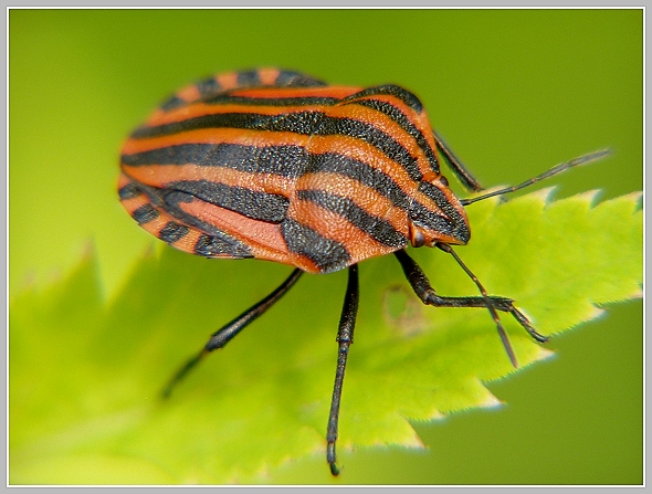 Graphosoma lineatum (kněžice pásovaná), Olympus UZ-720, čas 1/125 s, clona 5.60, ISO 100, ohn. vzdálenost 51.20, close-up předsádka Marumi Graphosoma lineatum (kněžice pásovaná), Olympus UZ-720, čas 1/125 s, clona 5.60, ISO 100, ohn. vzdálenost 51.20, close-up předsádka Marumi
