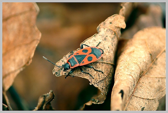 Pyrrhocoris apterus (ruměnice pospolná), Panasonic DMC-FZ50, čas 1/20 s, clona 3.60, ISO 200, ohn. vzdálenost 66.10, makropředsádka Olympus
