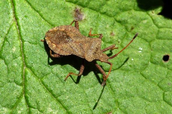 Coreus marginatus (vroubenka smrdutá), Olympus SP-500, čas 1/640 s, clona 5.60, ISO 200, ohn. vzdálenost 61.90, makropředsádka Olympus Coreus marginatus (vroubenka smrdutá), Olympus SP-500, čas 1/640 s, clona 5.60, ISO 200, ohn. vzdálenost 61.90, makropředsádka Olympus