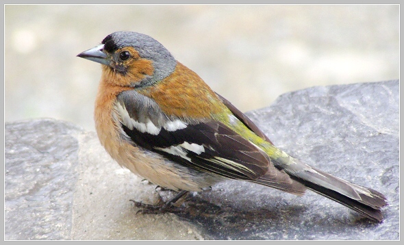 Fringilla coelebs (pěnkava obecná), Olympus UZ 720, čas 1/400 s, clona 3.40, ISO 200, ohn. vzdálenost 51.20 Fringilla coelebs (pěnkava obecná), Olympus UZ 720, čas 1/400 s, clona 3.40, ISO 200, ohn. vzdálenost 51.20