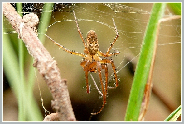 Metellina segmentata (meta podzimní), Panasonic DMC-FZ50, čas 1/5 s, clona 9.00, ISO 200, ohn. vzdálenost 67.80, makropředsádka Olympus Metellina segmentata (meta podzimní), Panasonic DMC-FZ50, čas 1/5 s, clona 9.00, ISO 200, ohn. vzdálenost 67.80, makropředsádka Olympus