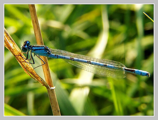 Šidélko páskované, Olympus UZ 720, ISO 10, čas 1/200s, clona 5,60, ohn. vzdálenost 13,01, close-up předsádky Šidélko páskované, Olympus UZ 720, ISO 10, čas 1/200s, clona 5,60, ohn. vzdálenost 13,01, close-up předsádky