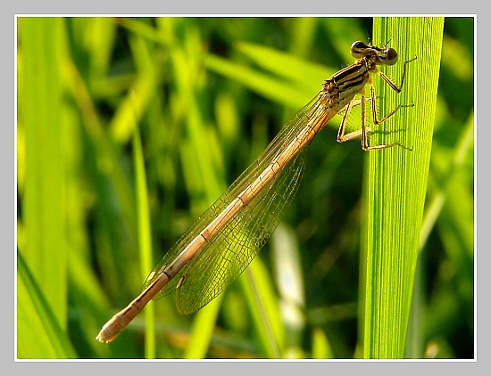 Šidélko páskované, Olympus UZ 720, ISO 100, čas 1/160, clona 5,6, ohn. vzdálenost 9,45, close-up předsádky Šidélko páskované, Olympus UZ 720, ISO 100, čas 1/160, clona 5,6, ohn. vzdálenost 9,45, close-up předsádky