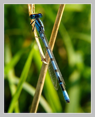 Šidélko páskované, Olympus UZ 720, ISO 100, čas 1/200s, clona 5,6, ohn. vzdálenost 17,88, close-up předsádky Šidélko páskované, Olympus UZ 720, ISO 100, čas 1/200s, clona 5,6, ohn. vzdálenost 17,88, close-up předsádky