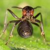 Formica rufa (mravenec lesní)