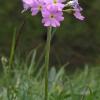 Primula farinosa (prvosenka pomoučená)
