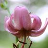 Lilium martagon (lilie zlatohlavá)