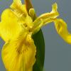 Iris pseudacorus (kosatec žlutý)