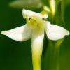 Platanthera bifolica (vemeník dvoulistý)