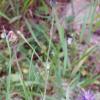 Centaurea cyanus (chrpa modrá)