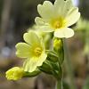 Primula elatior (prvosenka jarní)