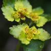 Chrysosplenium alternifolium (mokrýš střídavolistý)