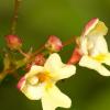 Impatiens parviflora (netýkavka malokvětá)