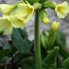 Primula elatior (prvosenka vyšší)