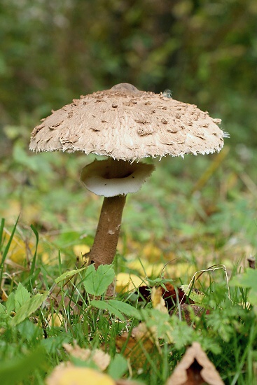 Macrolepiota procera (bedla vysoká)