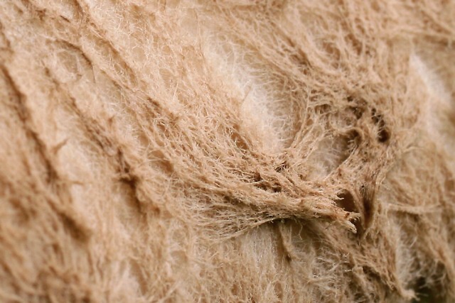 Macrolepiota procera (bedla vysoká)