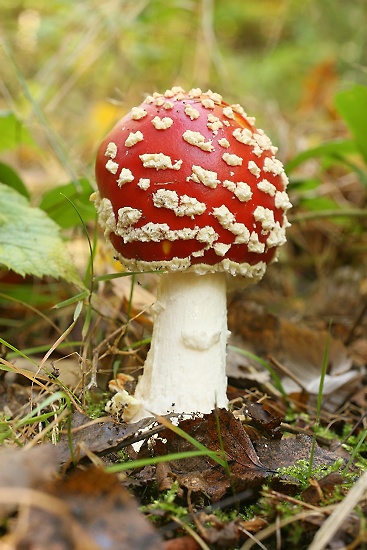 Amanita muscaria (muchomůrka červená)