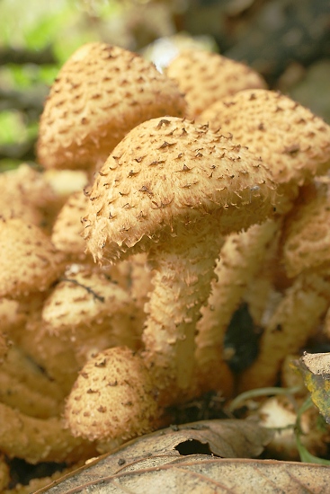 Pholiota squarrosa (šupinovka kostrbatá)