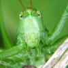 Conocephalus discolor (kobylka luční)