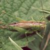 Conocephalus dorsalis (kobylka mokřadní)