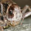 Decticus verrucivorus (kobylka hnědá)