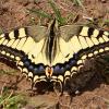 Papilio machaon (otakárek fenyklový)