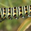 Papilio machaon (otakárek fenyklový) - housenka