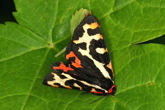 Parasemia plantaginis (přástevník jitrocelový)