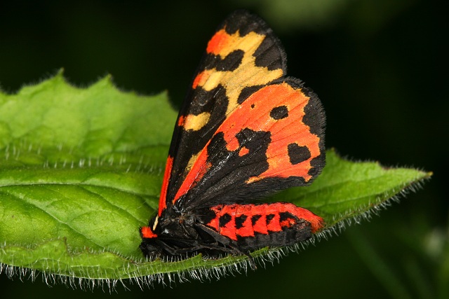 Parasemia plantaginis (přástevník jitrocelový)