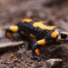 Salamandra salamandra (mlok skvrnitý)