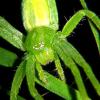Micrommata virescens (maloočka smaragdová)