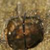 Záhadné zmizení ruměnice pospolné (Pyrrhocoris apterus)
